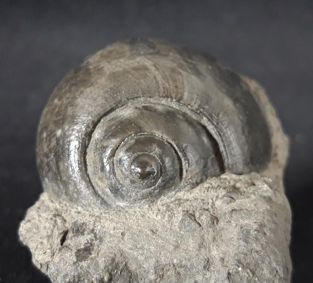 Ampullina vulcani (BRONGNIART 1823) - Bild &copy; FossNet FossilienStore